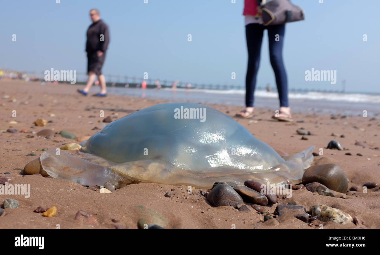 Les méduses échoués sur une plage britannique Dawlish Warren Angleterre Banque D'Images