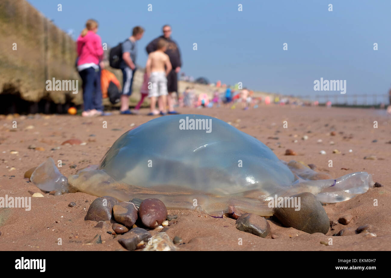 Les méduses échoués sur une plage britannique Dawlish Warren Angleterre Banque D'Images