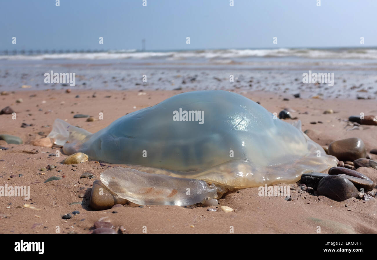 Les méduses échoués sur une plage britannique Dawlish Warren Angleterre Banque D'Images