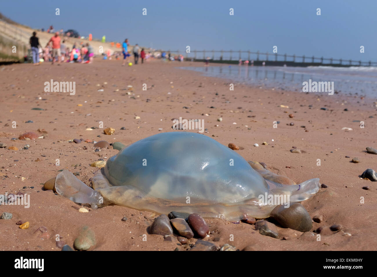 Les méduses échoués sur une plage britannique Dawlish Warren Angleterre Banque D'Images