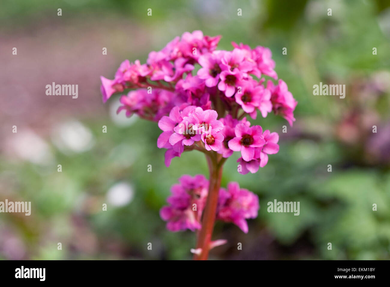 Parthenocissus des fleurs au printemps. Banque D'Images