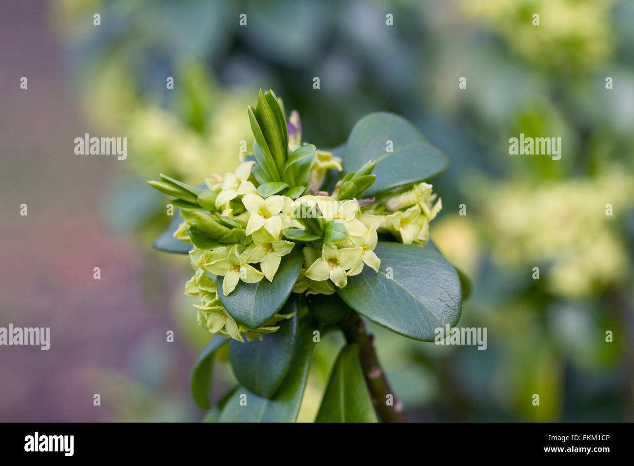 Daphne pontica des fleurs au printemps. Banque D'Images