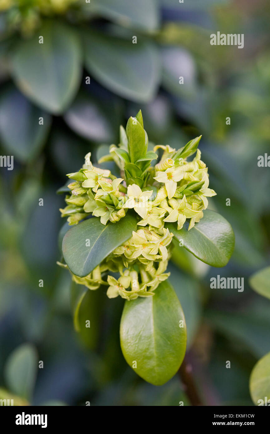 Daphne pontica des fleurs au printemps. Banque D'Images