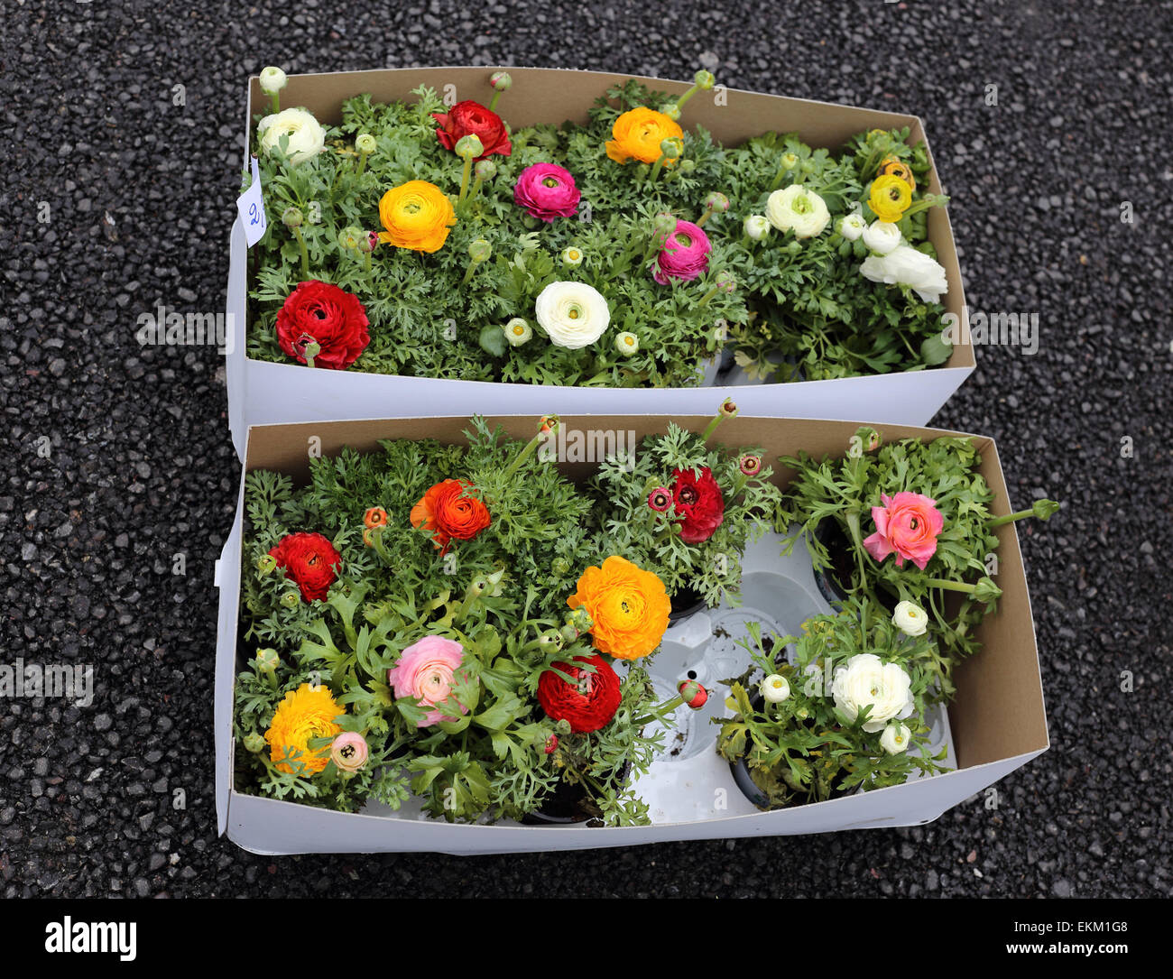 Avis de renoncules plants à Street Market - plongée des Banque D'Images