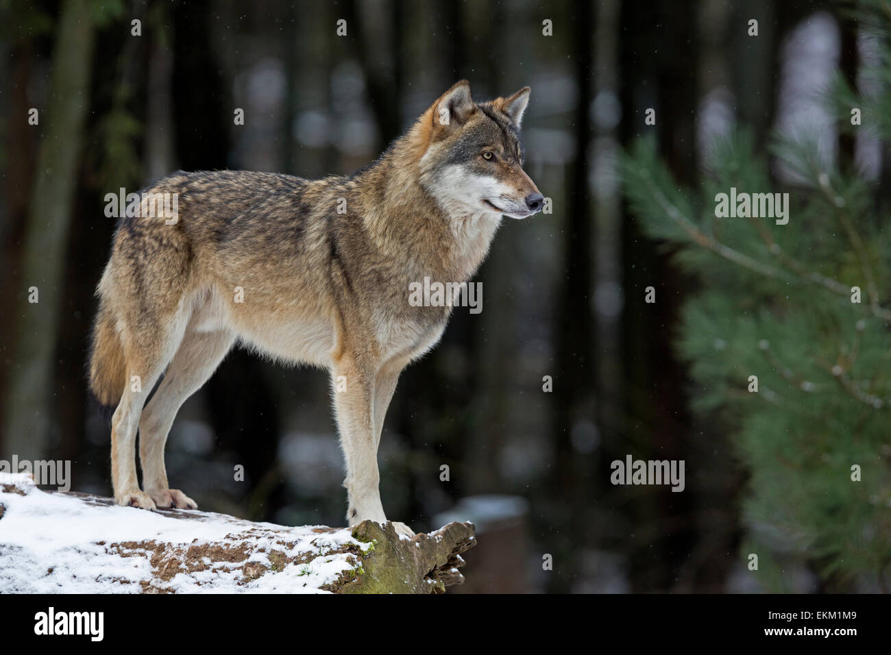 Wolf (Canis lupus) en hiver Banque D'Images