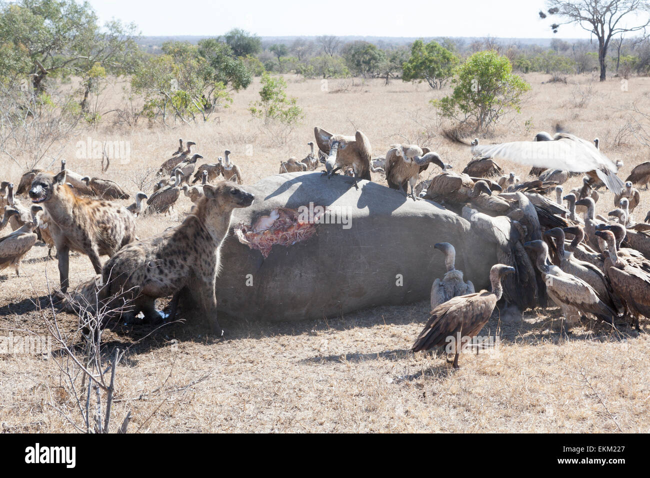 L'hyène tachetée et les vautours à dos blanc - les charognards qui se nourrissent de la carcasse des rhinocéros braconnés, Afrique du Sud Banque D'Images