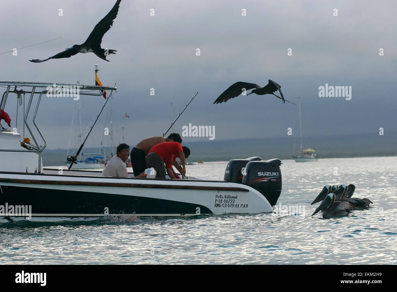 Les frégates et les pélicans Galapagos autour de bateau de pêche, îles Galapagos, Equateur, Amérique du Sud Banque D'Images