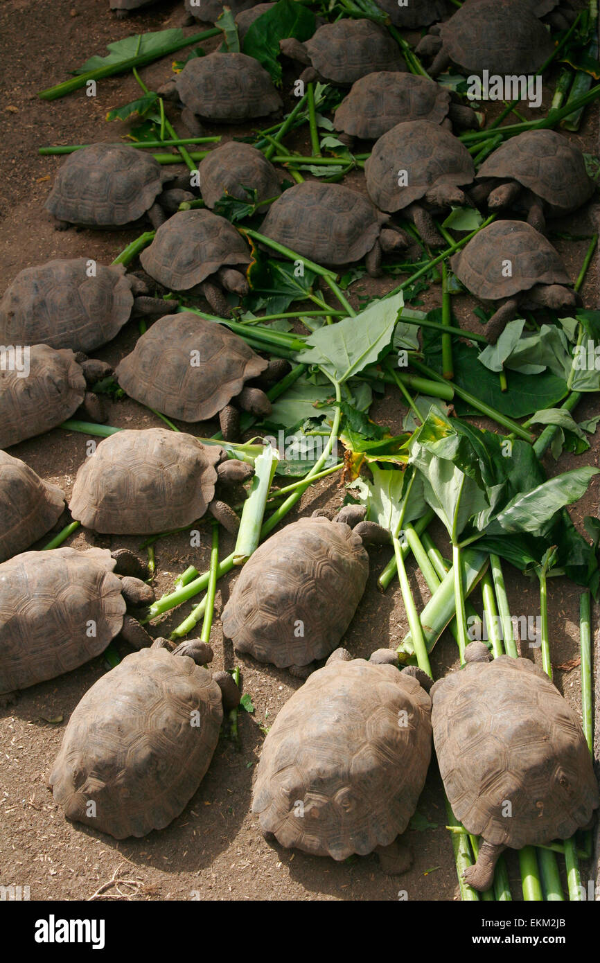 Galapagos tortues géantes, Charles Darwin Research Station, à Puerto Ayora, l'île de Santa Cruz, Galapagos Islands Banque D'Images