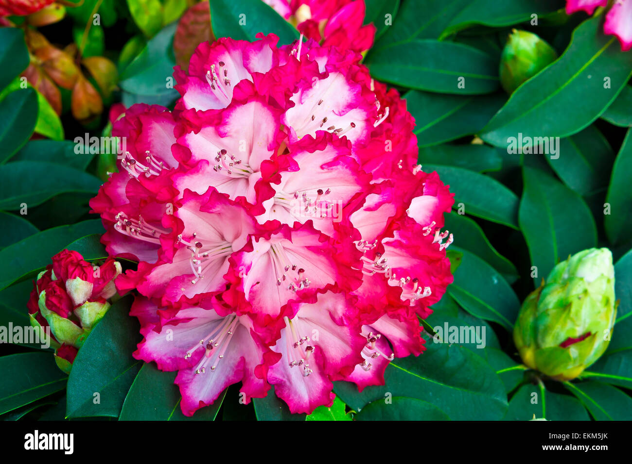 Grande grappe de rhododendron rose et blanc fleurs et bourgeons. Banque D'Images