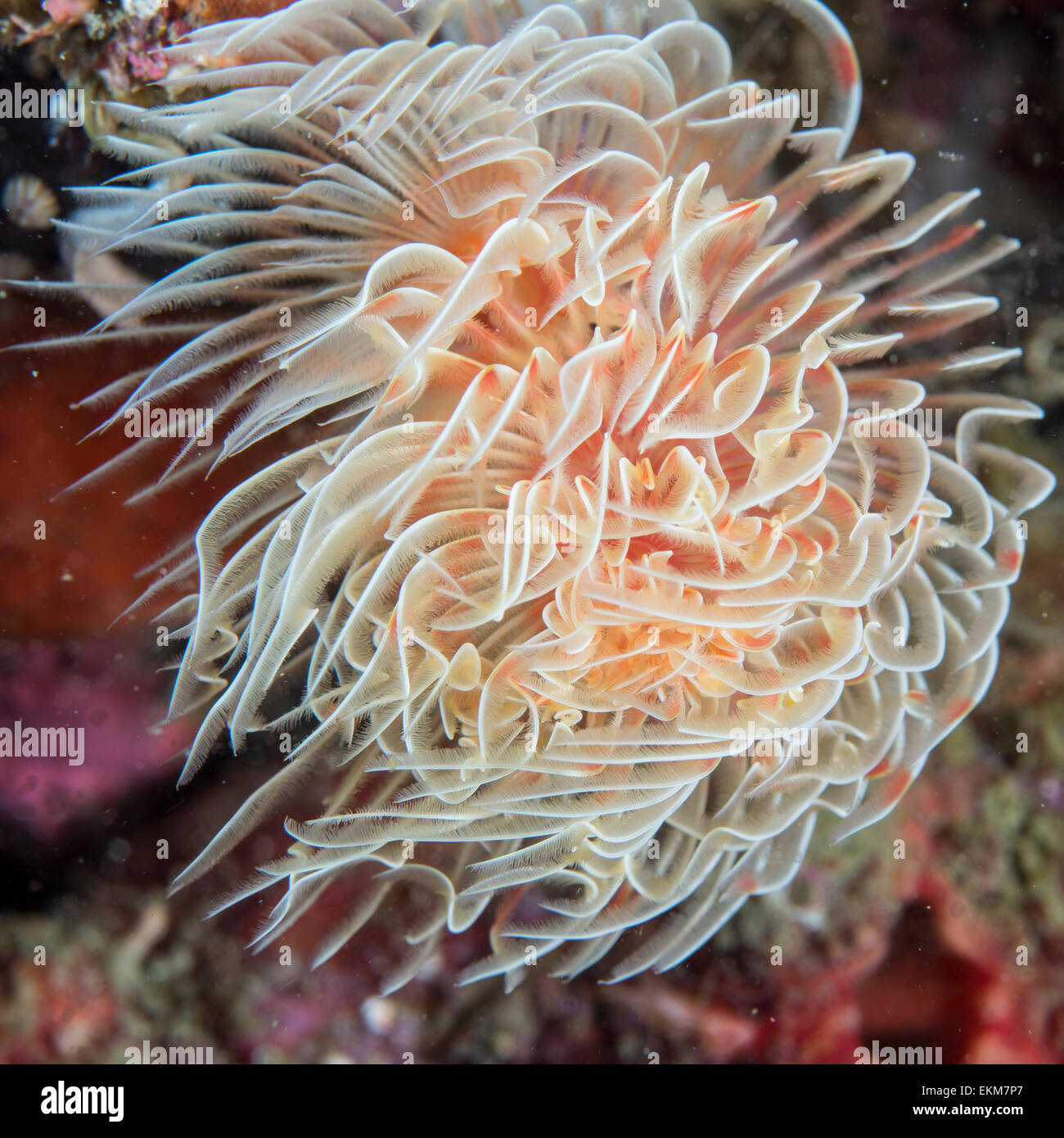 Feather Duster worm ( Protula magnifica ), Hitotuishi point, Owase, Mie, Japon Banque D'Images Feather Duster worm ( Protula magnifica ), Hitotuishi point, Owase, Mie, Japon Banque D'Images
