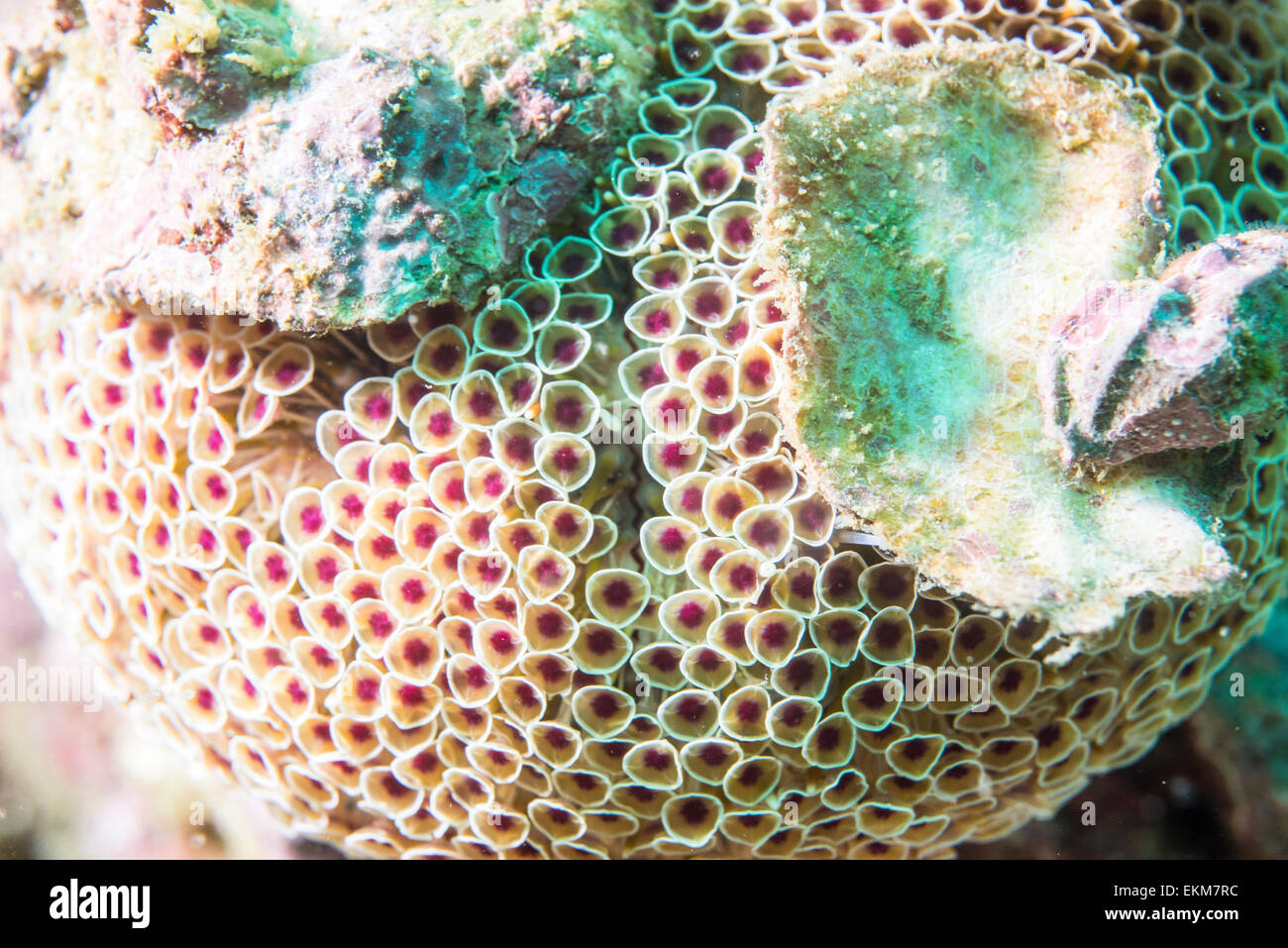 Taxopneustes pileolus urchin (fleurs). Mais ils ont beau piqûres dangereuses. Owase, Mie, Japon Banque D'Images