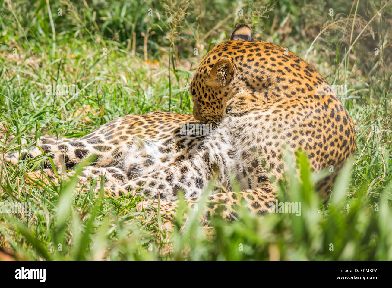 Un léopard se reposant dans les champs pendant la journée Banque D'Images