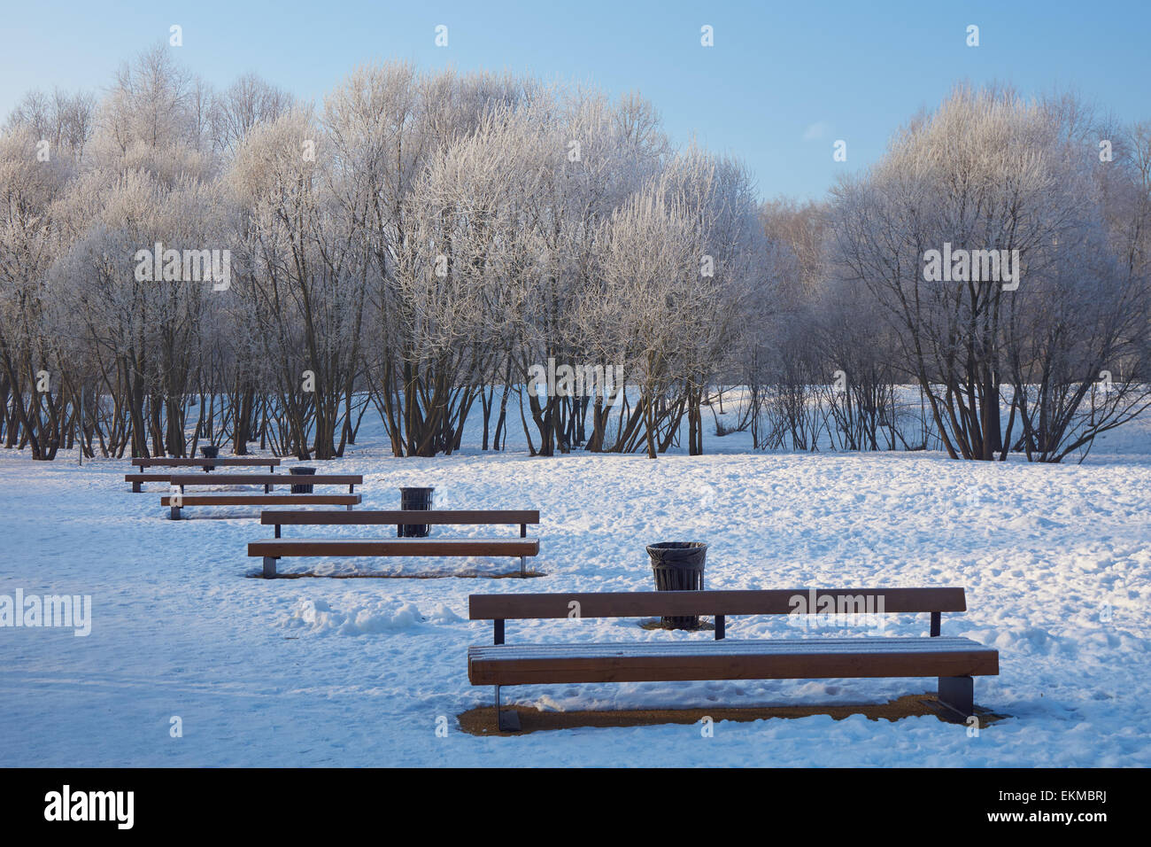 Rangée de bancs vides dans winter park le matin. Il y a des arbres avec de la gelée blanche en arrière-plan. Banque D'Images