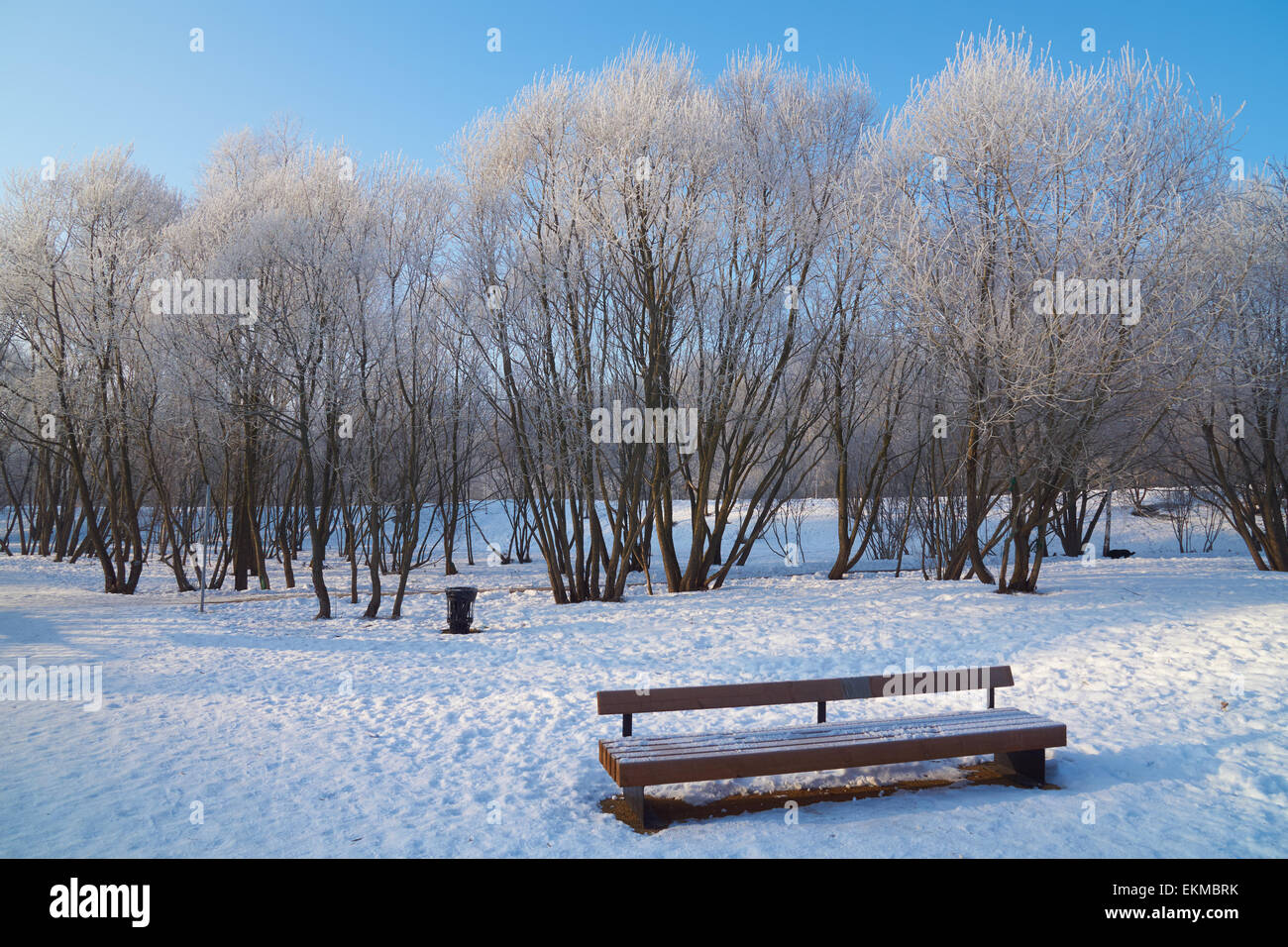 Banc solitaire dans winter park le matin. Il y a des arbres avec de la gelée blanche et ciel bleu sur l'arrière-plan. Banque D'Images