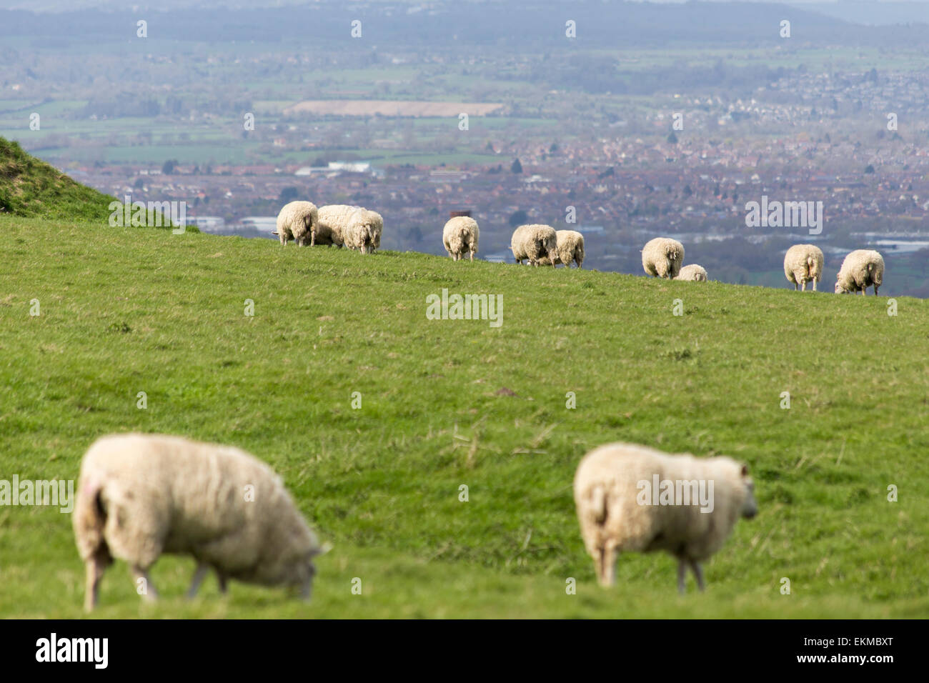 Wiltshire, Royaume-Uni. 12 avril, 2015. Météo France : Forte haut vent soufflant sur le cheval blanc de craie au-dessus de la ville de Westbury. Les vents forts n'a pas arrêté de nombreux membres de la population de visiter et d'utiliser le temps de marche, promenade des chiens, voler des cerfs-volants et profiter de la vue imprenable sur toute la vallée du Wiltshire. Le site est protégé par l'English Heritage qui maintiennent l'ancien âge de fer de la saison de pâturage fort en permettant aux troupeaux de moutons pour maintenir les herbes et broussailles chalk favorable plantes. Credit : Wayne Farrell/Alamy Live News Banque D'Images