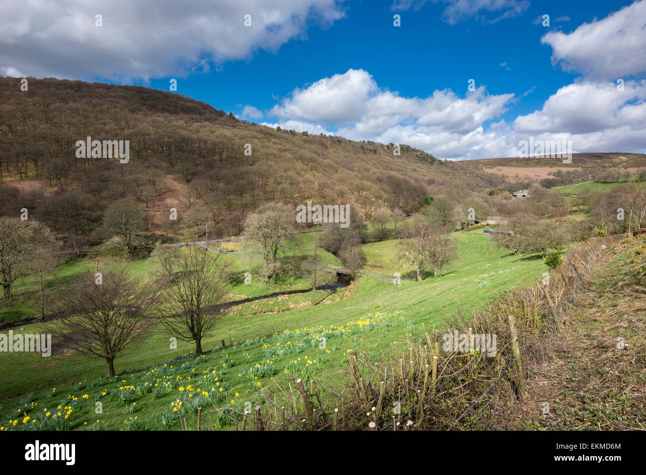 Scène rurale près du village de Hayfield dans le Peak District, Derbyshire. Les jonquilles floraison dans le soleil du printemps. Banque D'Images