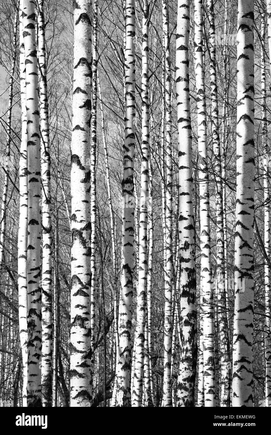 Les troncs des bouleaux ensoleillée du printemps noir et blanc Banque D'Images