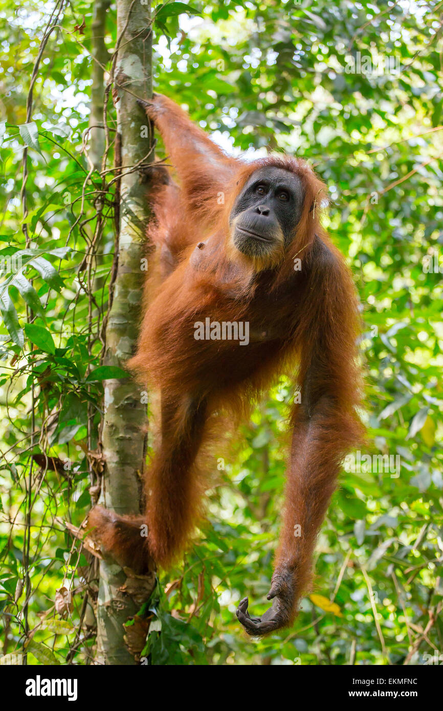 L'orang-outan femelle accrochée à un arbre dans le parc national de Gunung Leuser, Sumatra, Indonésie Banque D'Images