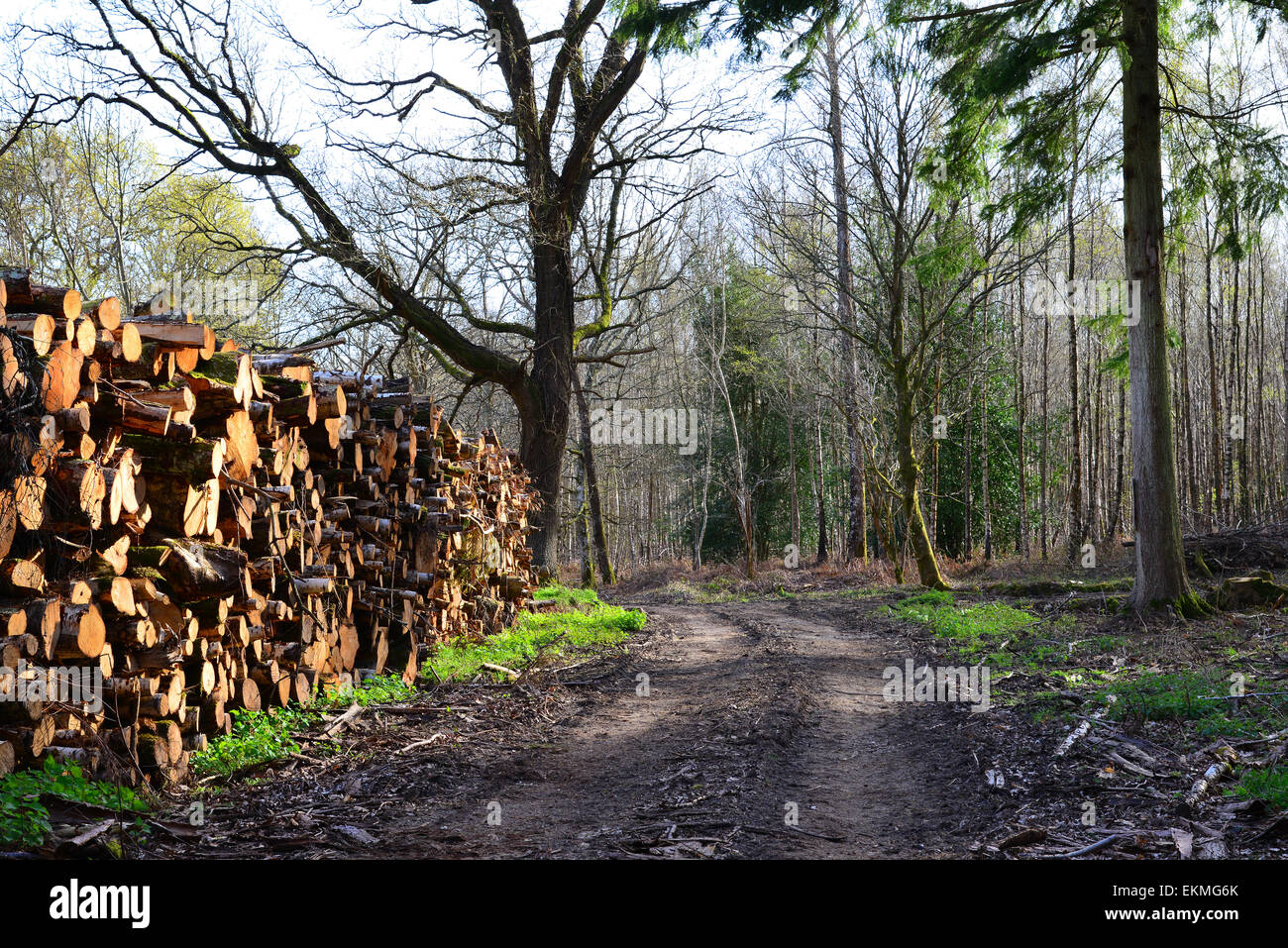 Ides Copse, Watersfield, West Sussex Banque D'Images