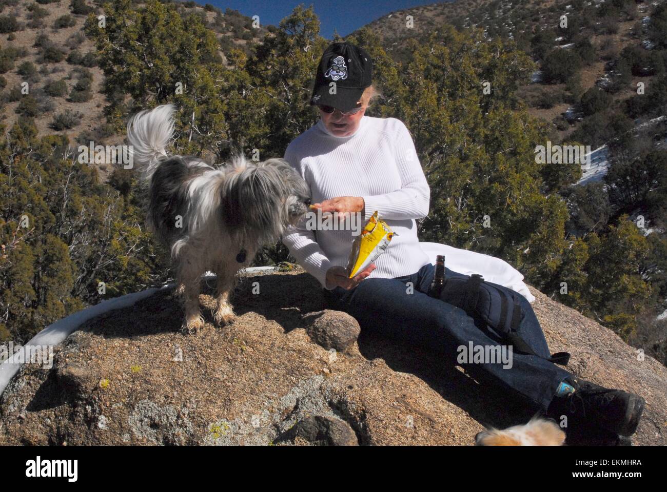 Senior Citizen nourrir son chien une collation lors d'une randonnée dans les montagnes de Sandia du Nouveau Mexique - USA Banque D'Images