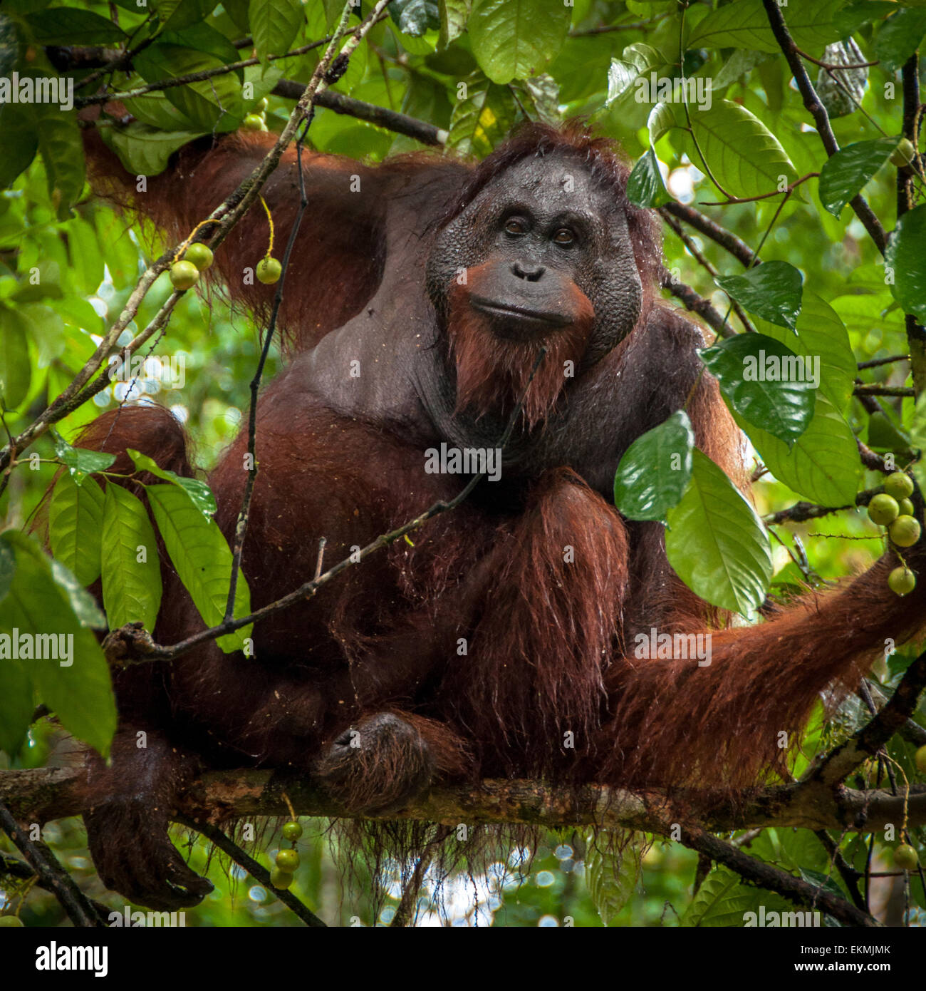 D'orangs-outans sauvages dans la forêt tropicale de Bornéo, Malaisie Banque D'Images