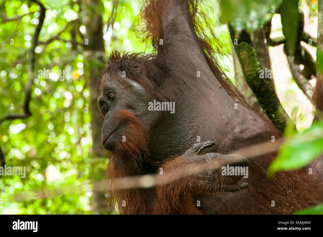 D'orangs-outans sauvages dans la forêt tropicale de Bornéo, Malaisie Banque D'Images