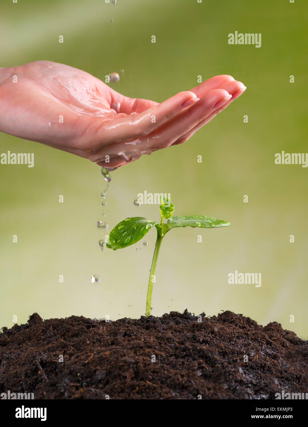 Woman hand watering young plant in pile de sol Banque D'Images