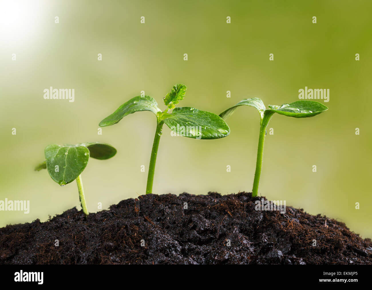 Les jeunes plantes en tas de terre, concept d'une nouvelle vie Banque D'Images