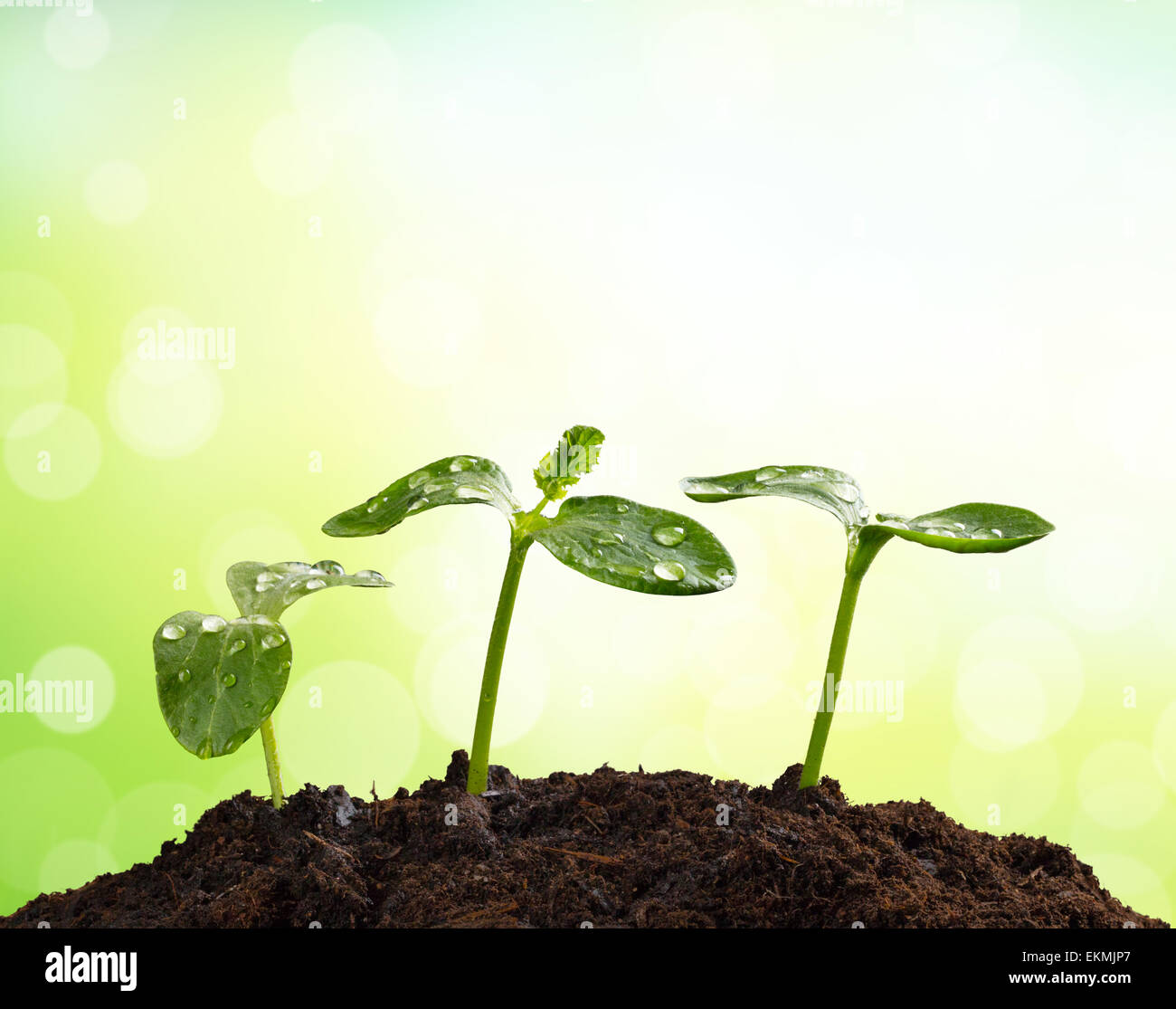 Les jeunes plantes en tas de terre, concept d'une nouvelle vie Banque D'Images