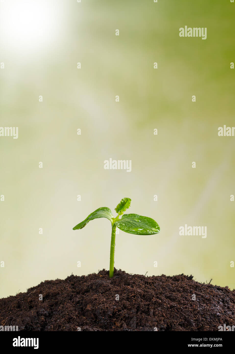 Jeune plant de tas de terre, concept d'une nouvelle vie Banque D'Images