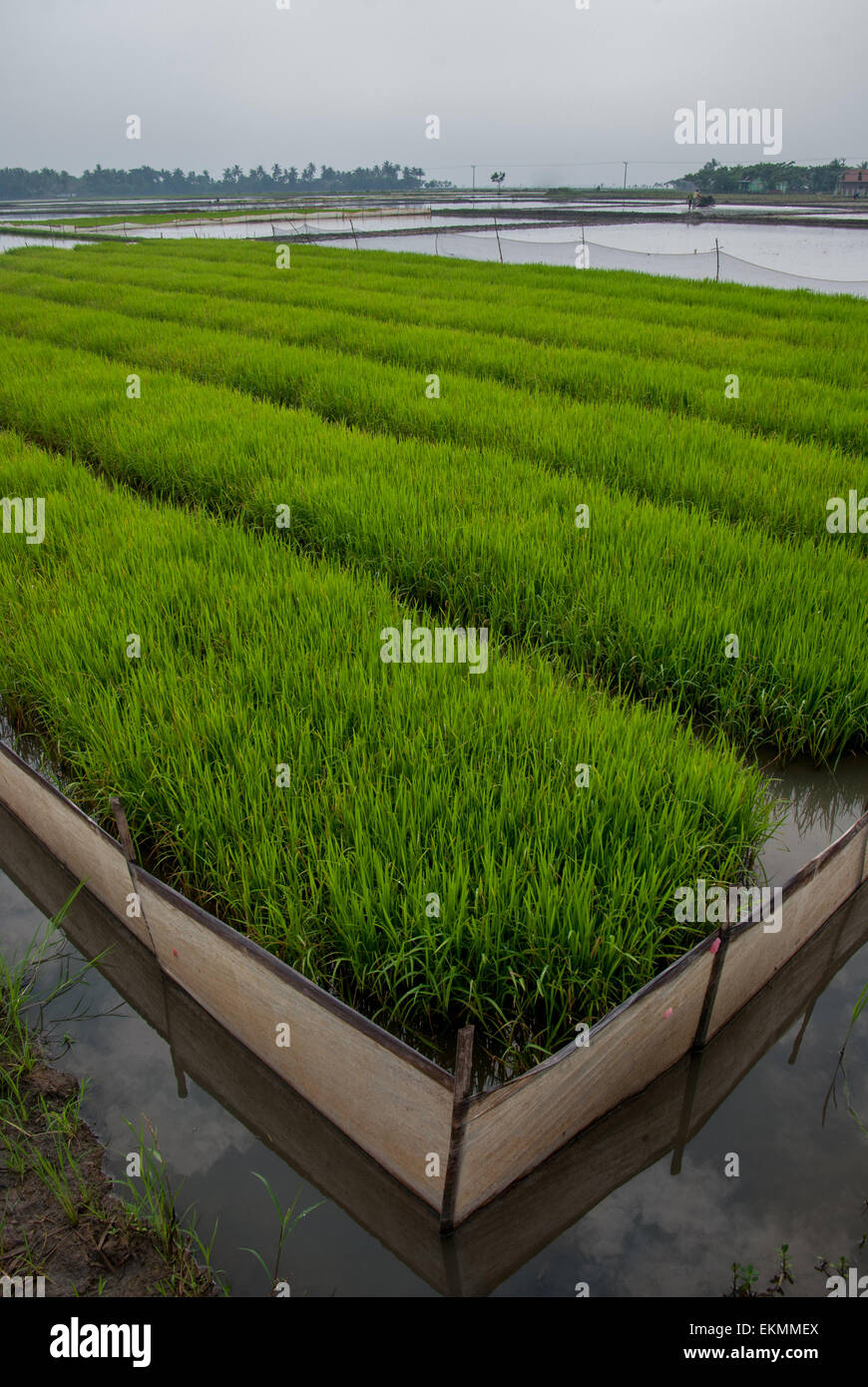 Rice nursery Banque de photographies et d’images à haute résolution - Alamy