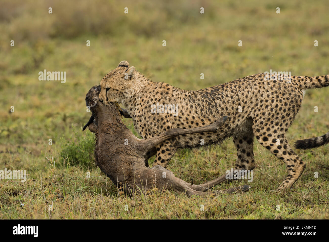 Deux guépards avec bébé gnou tuer. Banque D'Images