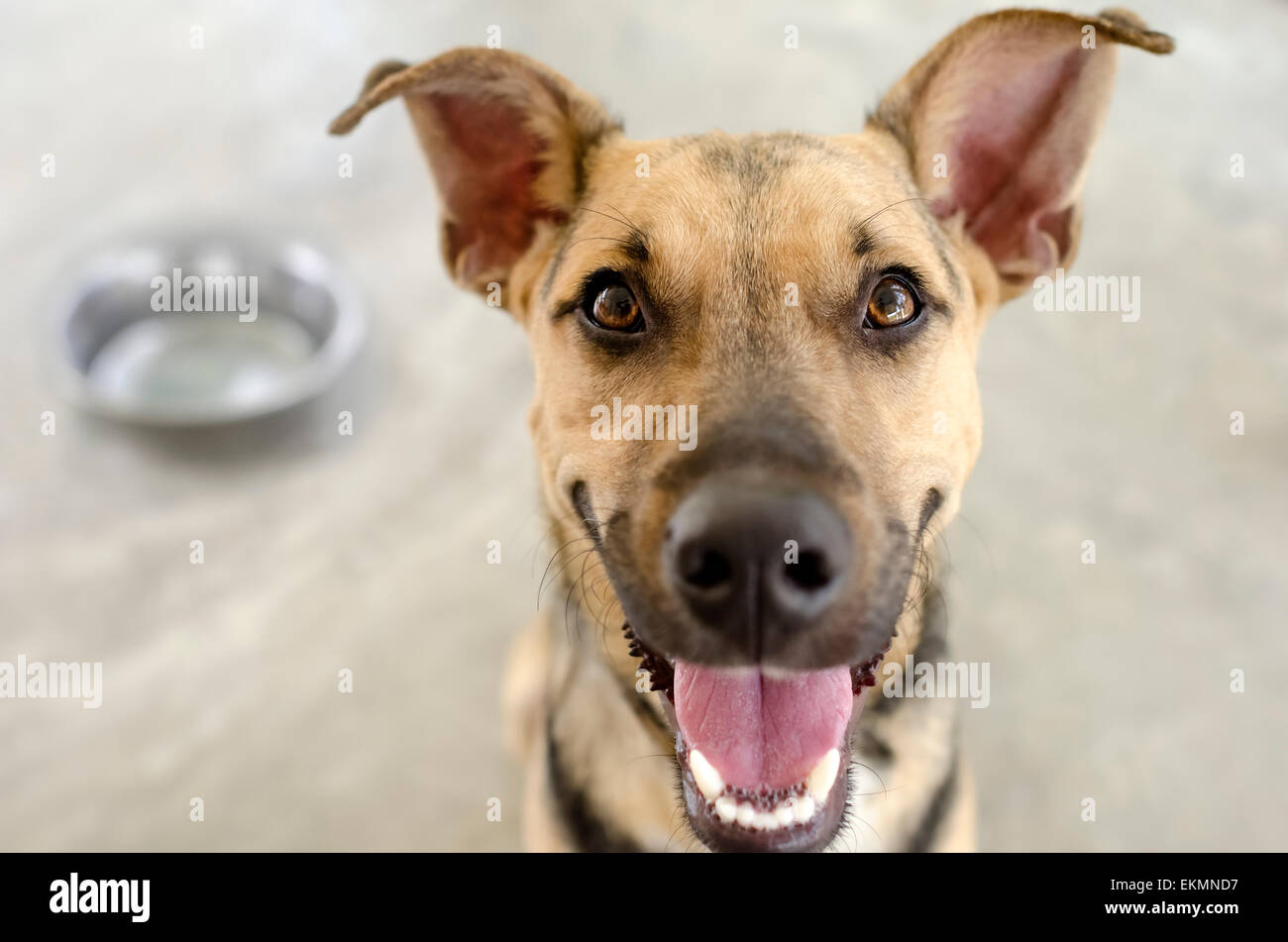 Le chien et le bol d'une faim heureux libre de funny dog en attente de sa nourriture. Banque D'Images