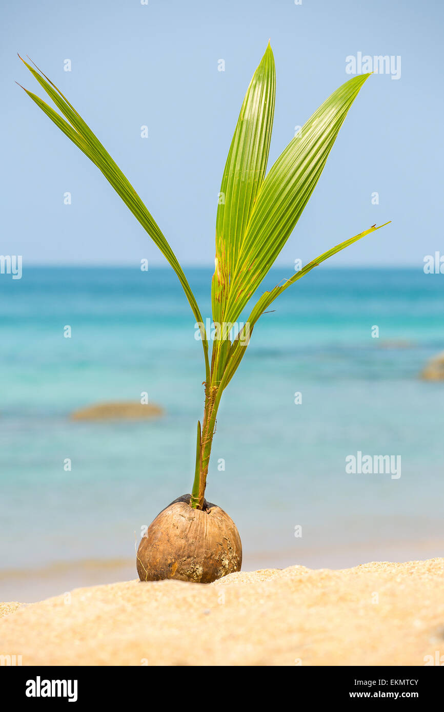 Graine de coco Banque de photographies et d’images à haute résolution — free download