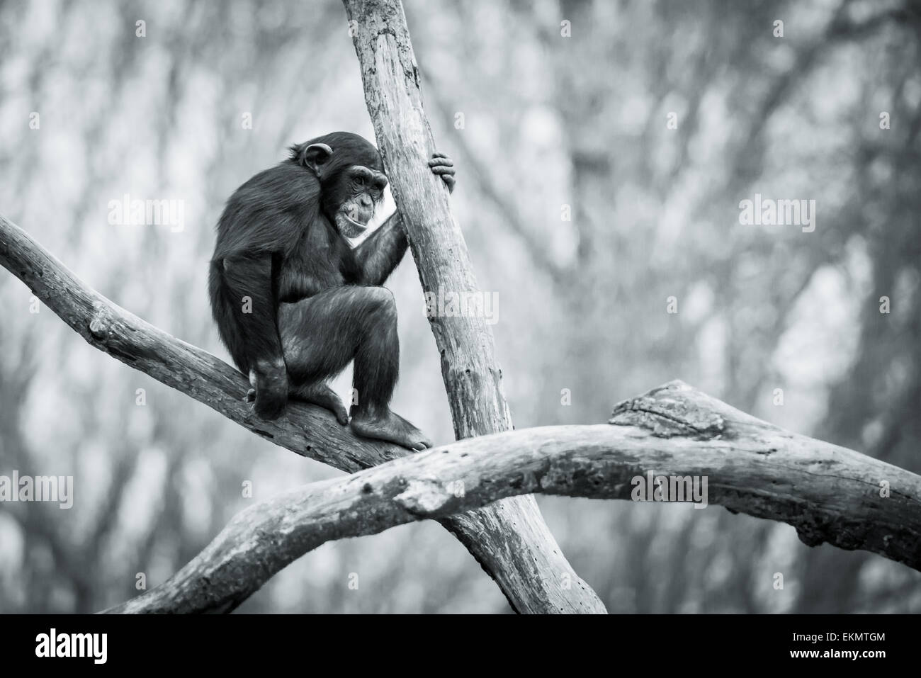 Jeune chimpanzé assis dans l'arbre Banque D'Images