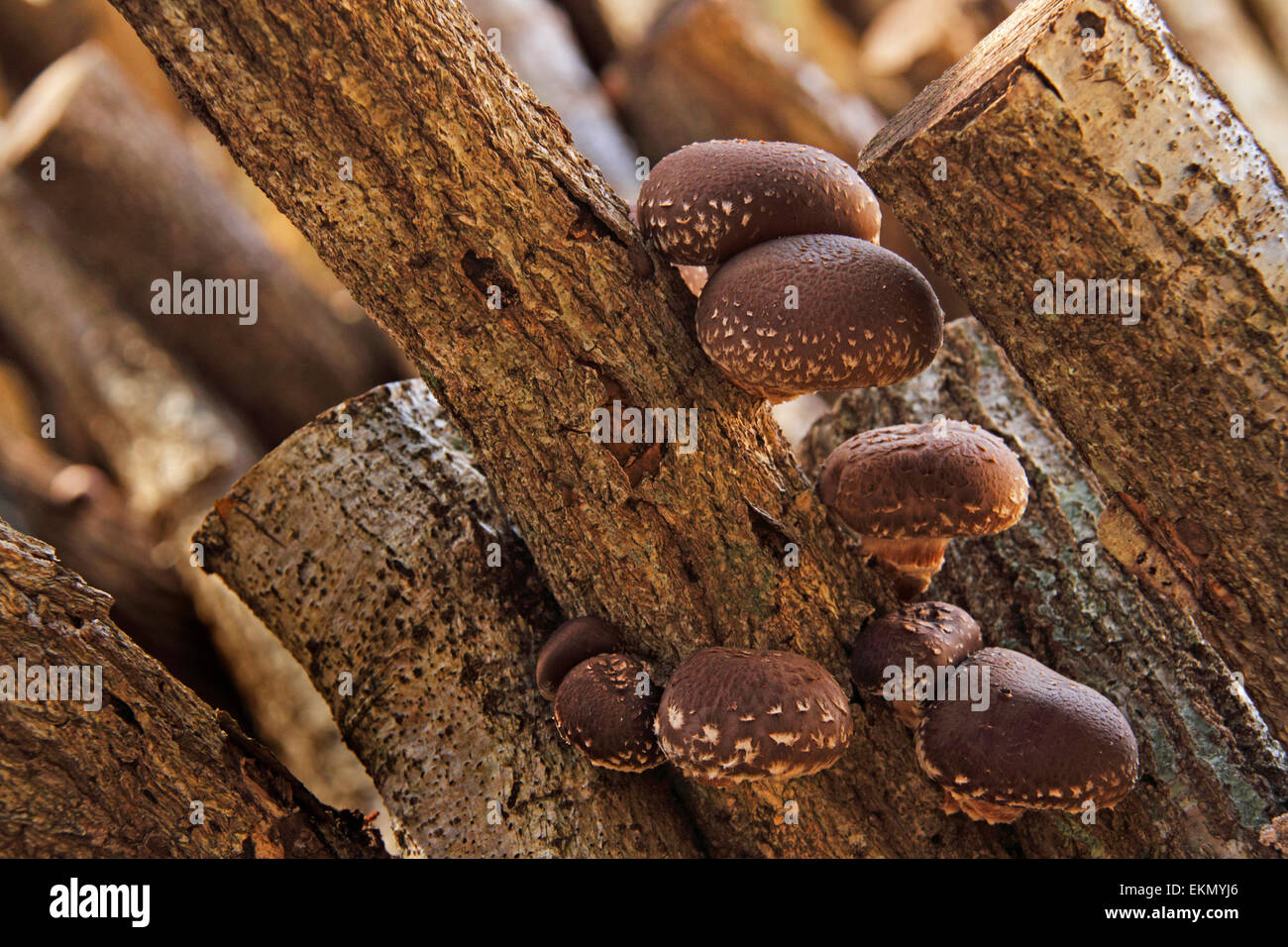 Champignons Shiitake Banque D'Images