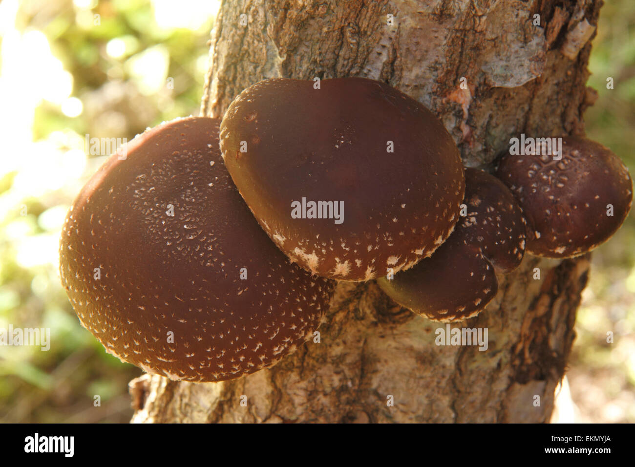 Champignons Shiitake Banque D'Images