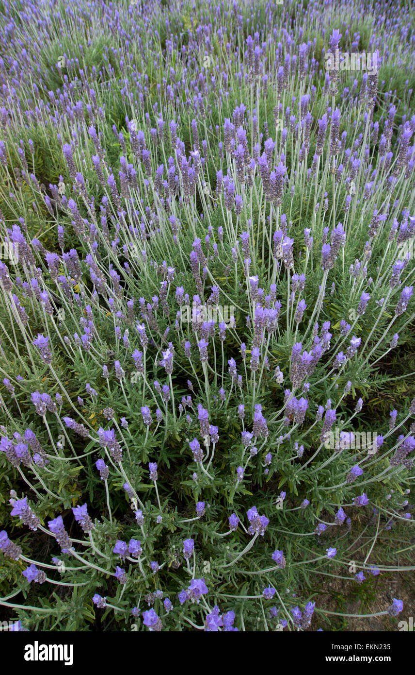 Jardin fleuri Banque D'Images