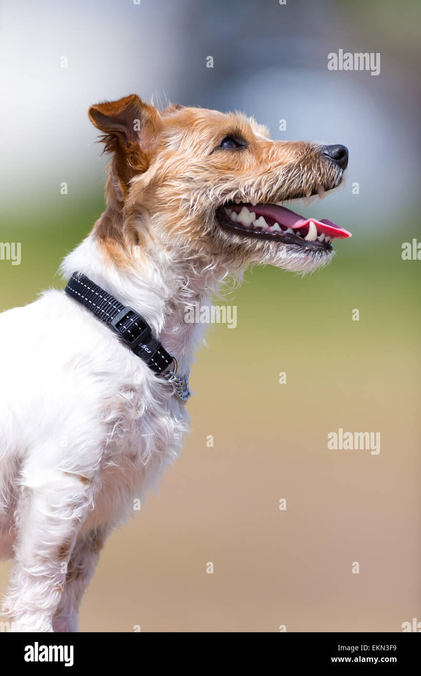 Jack Russell Terrier Banque D'Images