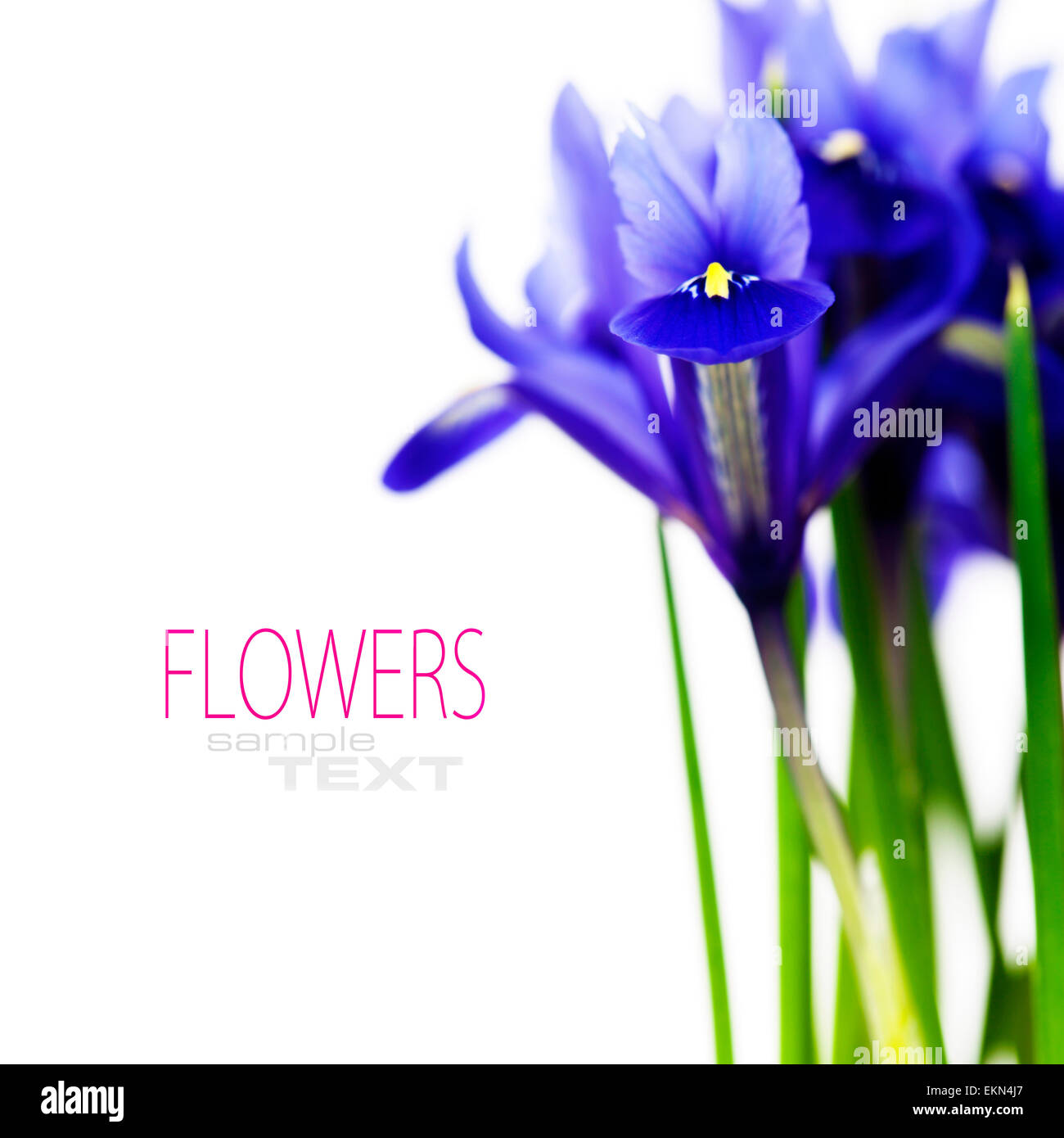 Fleur iris violet foncé. Banque D'Images