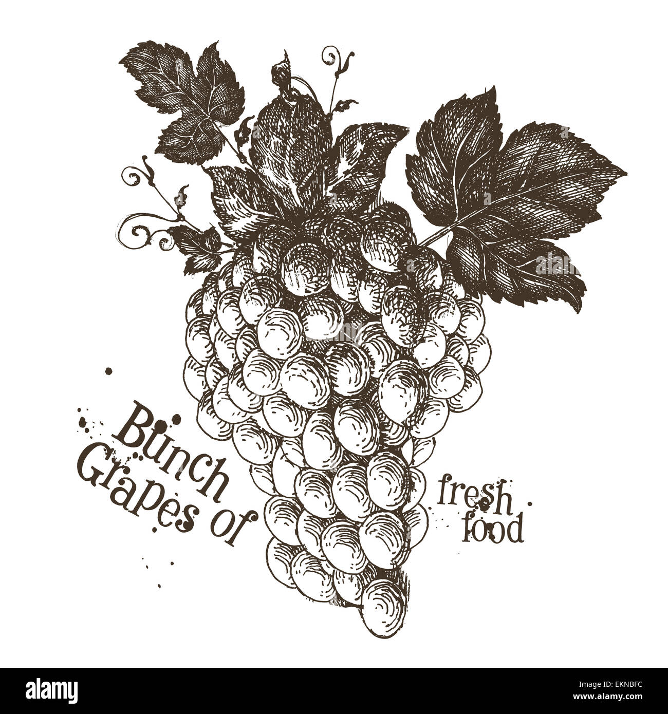 Raisins logo vector modèle. les fruits ou les aliments frais icône. Banque D'Images