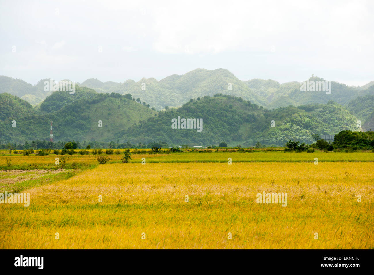 Dominikanische Republik, Osten, Autopista del Nordeste von Nagua nach Santo Domingo, Hügel des Nationalparks Los Haitises Banque D'Images