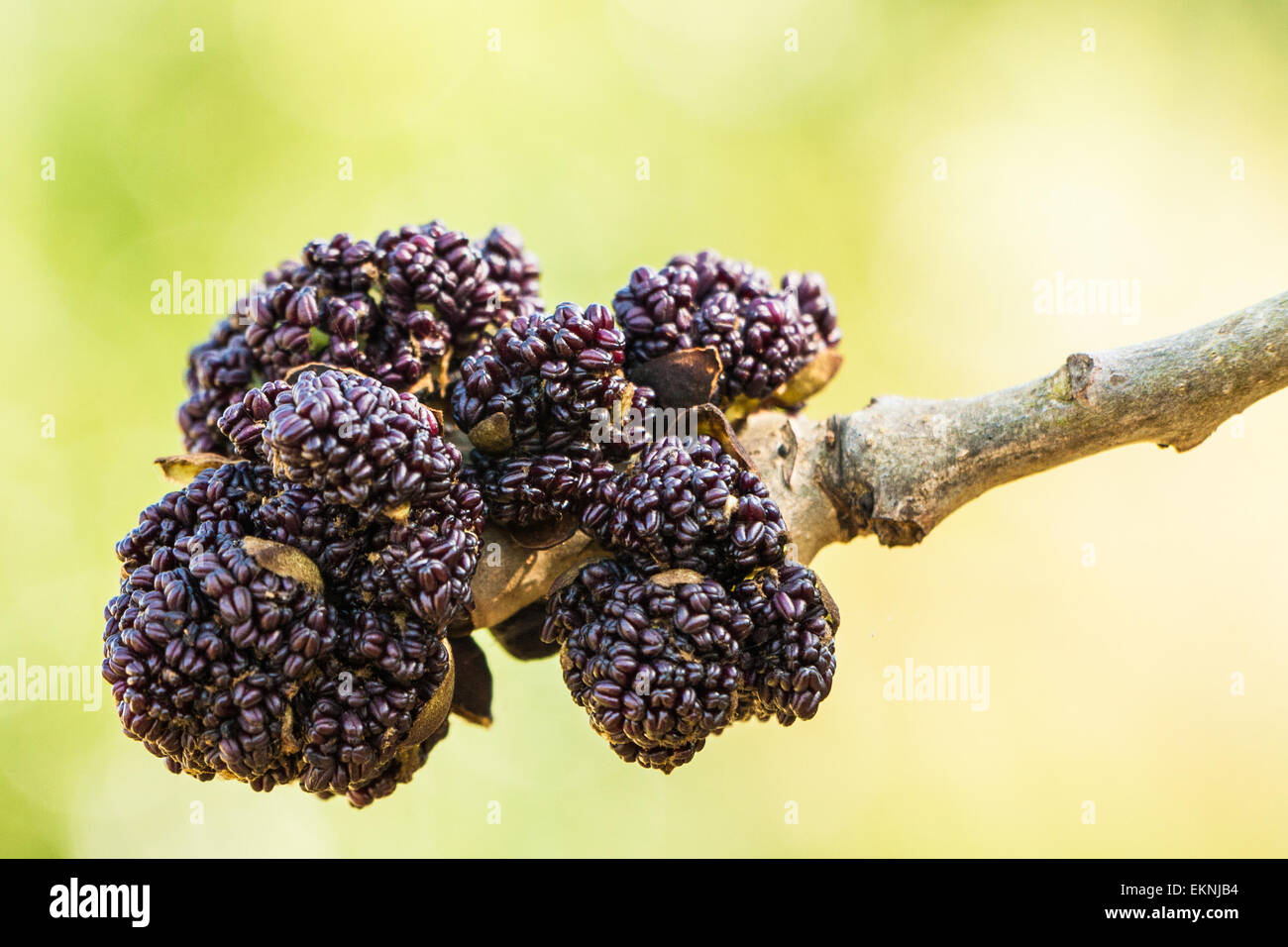 L'étrange à fleurs de l'ash tree, éclatement de leurs bourgeons. Banque D'Images