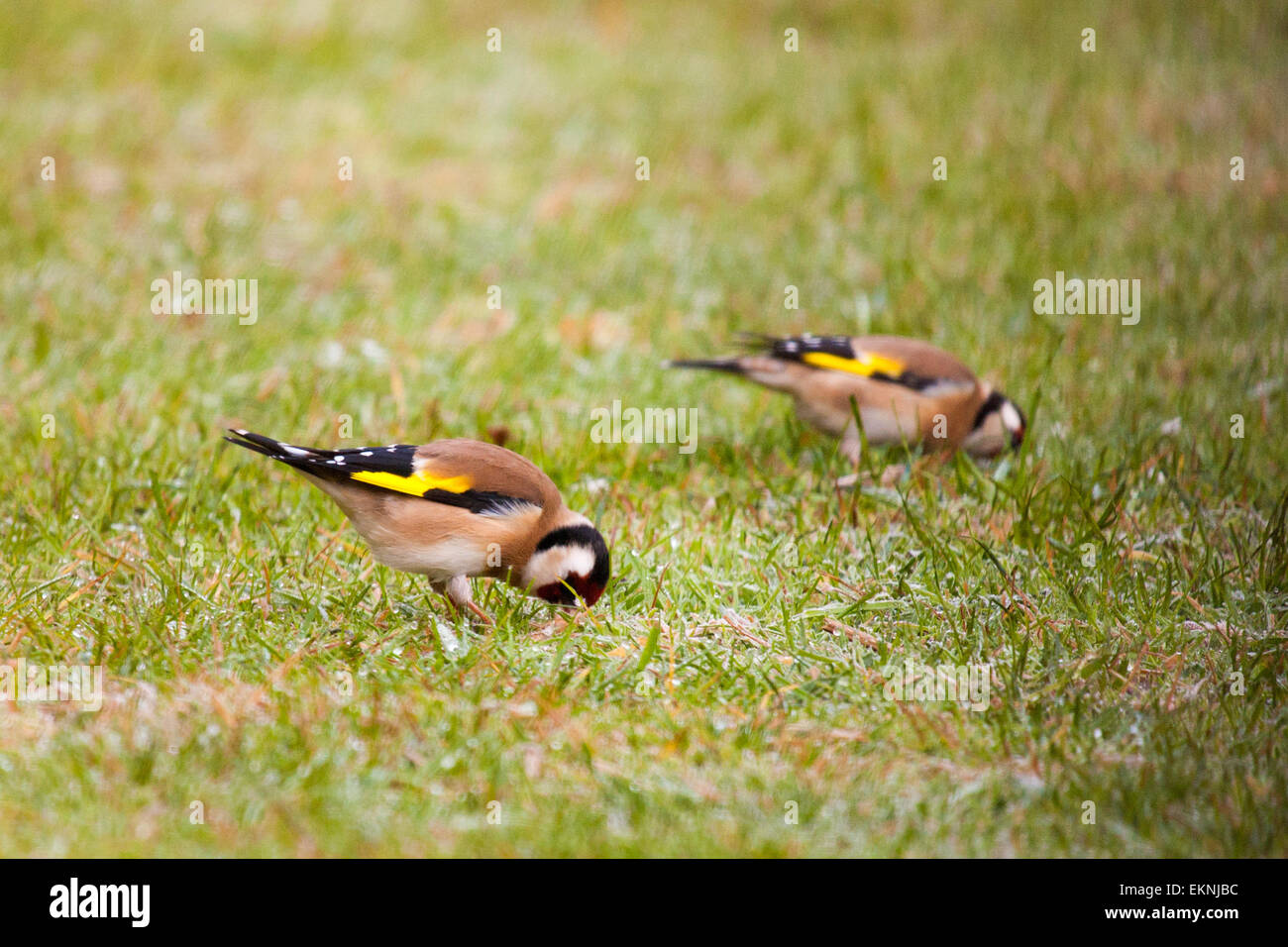 Chardonneret sur la pelouse, dans le commencement du matin de givre. Banque D'Images