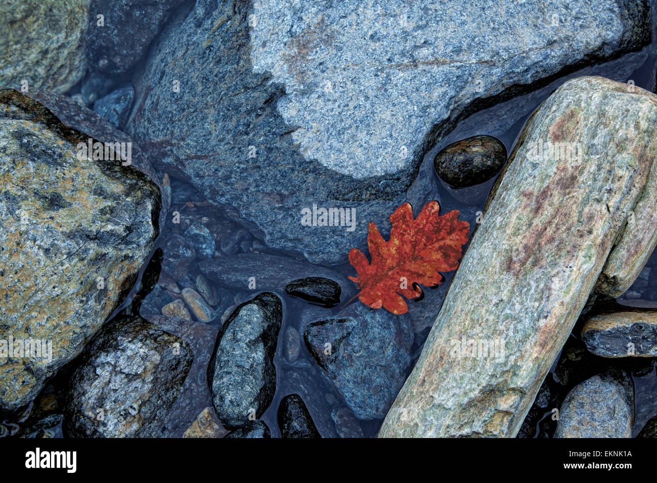 Les roches de la rivière avec de l'eau et la feuille rouge, dans une journée d'hiver, la lumière bleue Banque D'Images