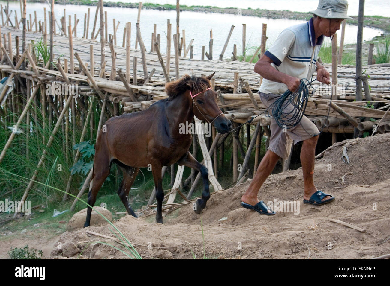 Un homme est à la tête d'un cheval de travail d'un chemin de terre près de un bambou pont enjambant le Mékong à Kampong Cham, au Cambodge. Banque D'Images