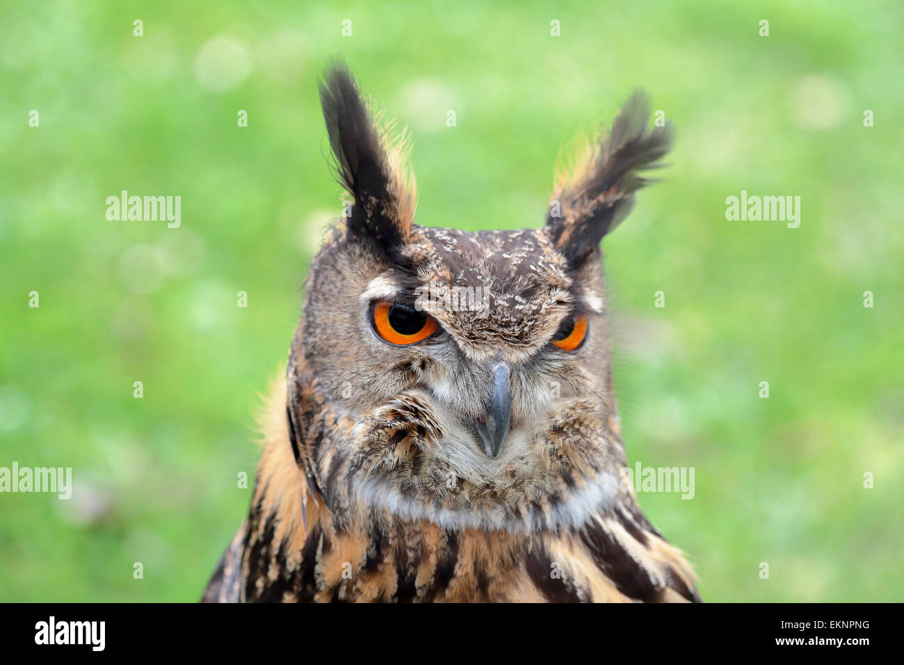 Portrait d'une grand-d'Amérique, Bubo bubo Banque D'Images