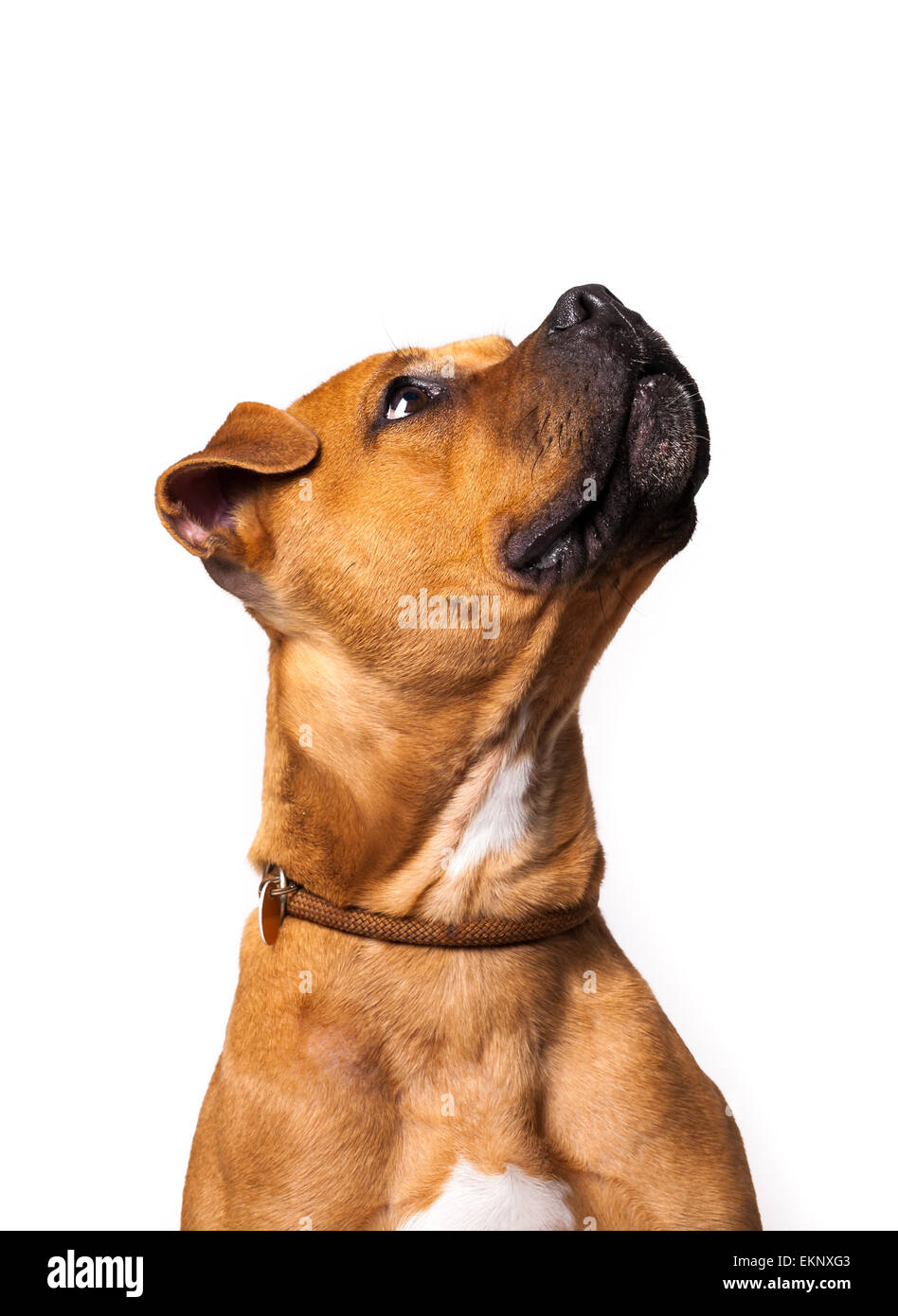 Brown Staffordshire terrier looking up Banque D'Images