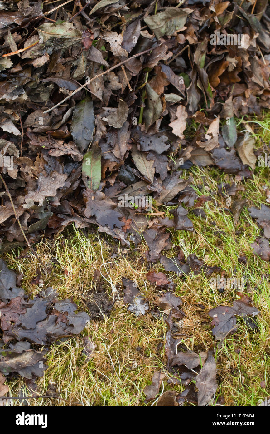 Accumulés, le vent les feuilles des arbres. Ici la plupart du chêne (Quercus robur). Leur eveals moveing herbe étiolée sous l'automne Banque D'Images