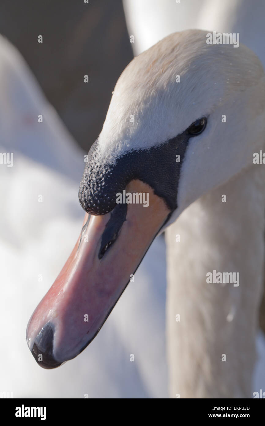 Mute Swan (Cygnus olor). Portrait. La tête. Le projet de loi et de l'ONÉ caroncule montrant. Banque D'Images